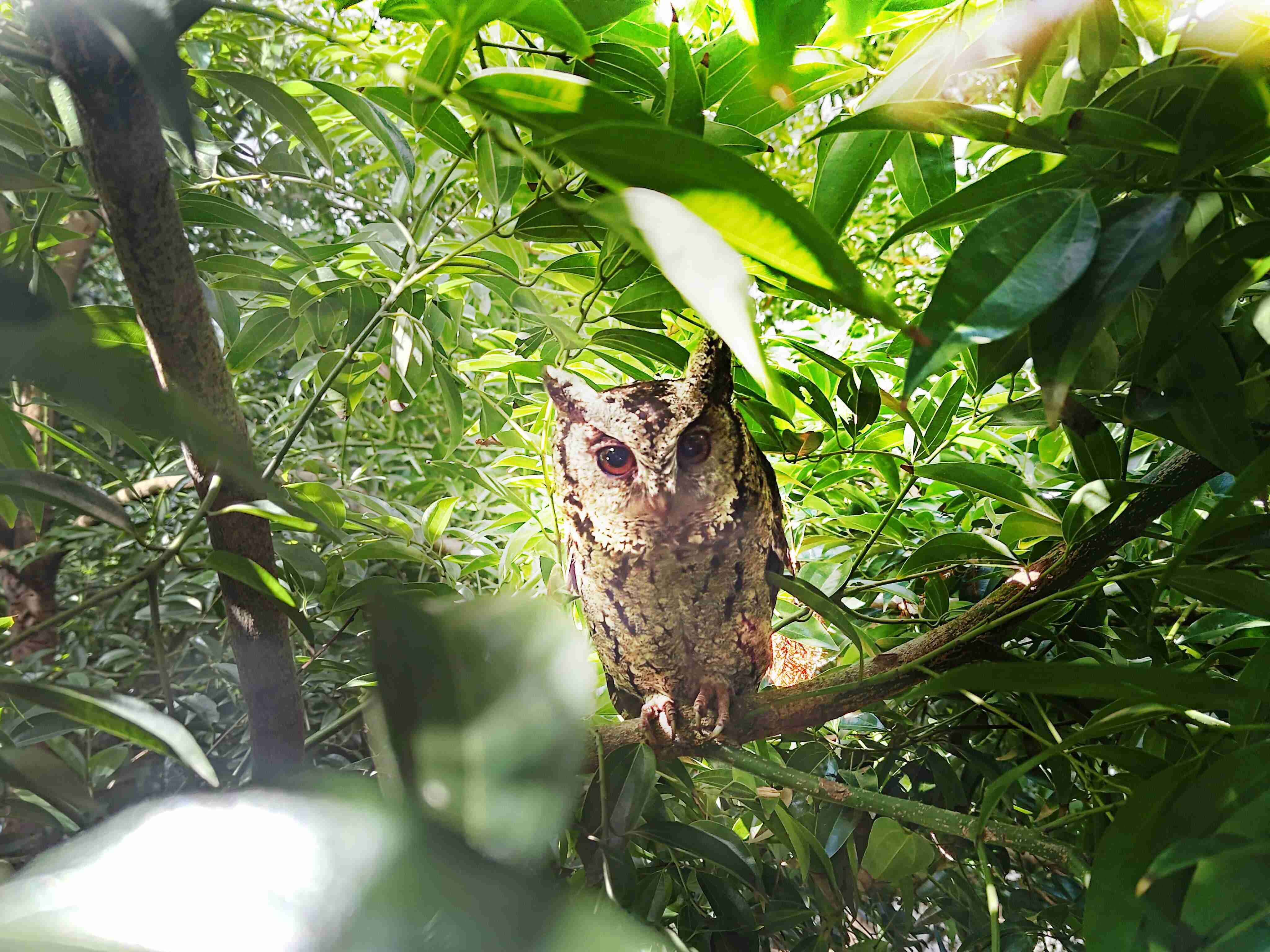 赏金国际致力提倡净零绿生活，，，，16年以来在全球各厂区植树逾百万棵，，造就各厂区树木蔚然成林，，，，犹如森林工厂，，，成为许多生物的栖息地